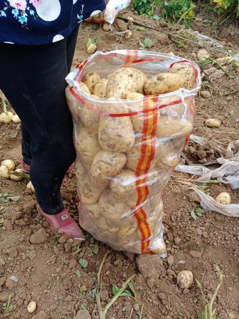 荷兰土豆:颜色个头薯型三优，质优价廉。