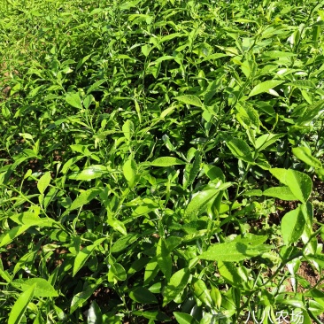 香橙占木50万株接受定向嫁接各种优新柑橘苗