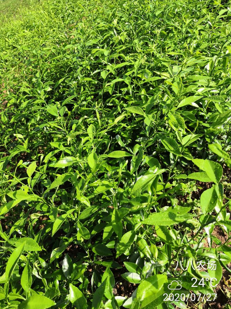 香橙占木50万株接受定向嫁接各种优新柑橘苗
