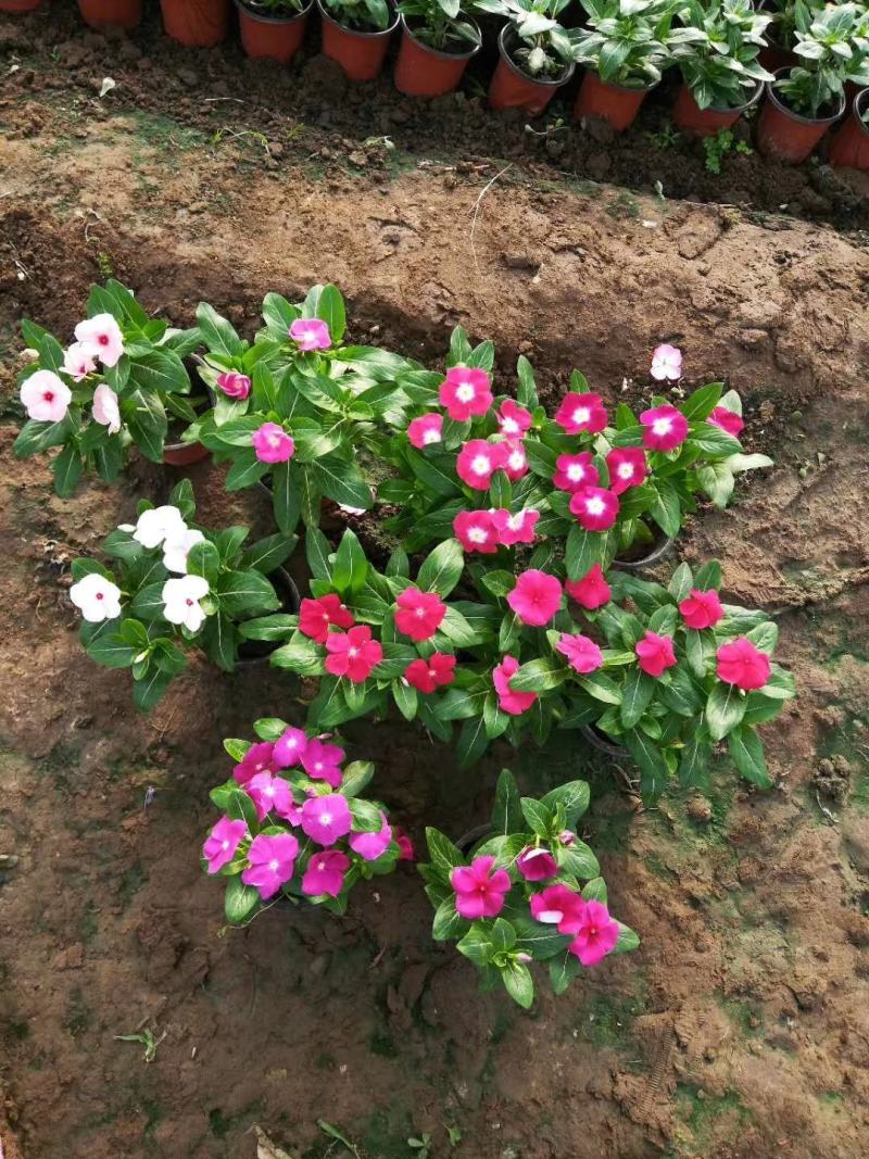 基地直供长春花，花色多，长春花现货供应，量大优惠