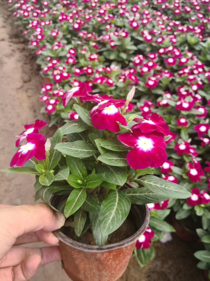 基地直供长春花，花色多，长春花现货供应，量大优惠