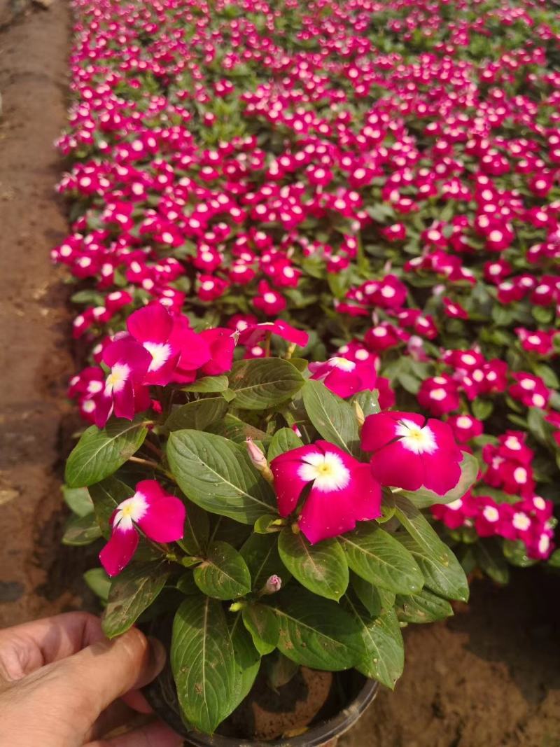 基地直供长春花，花色多，长春花现货供应，量大优惠