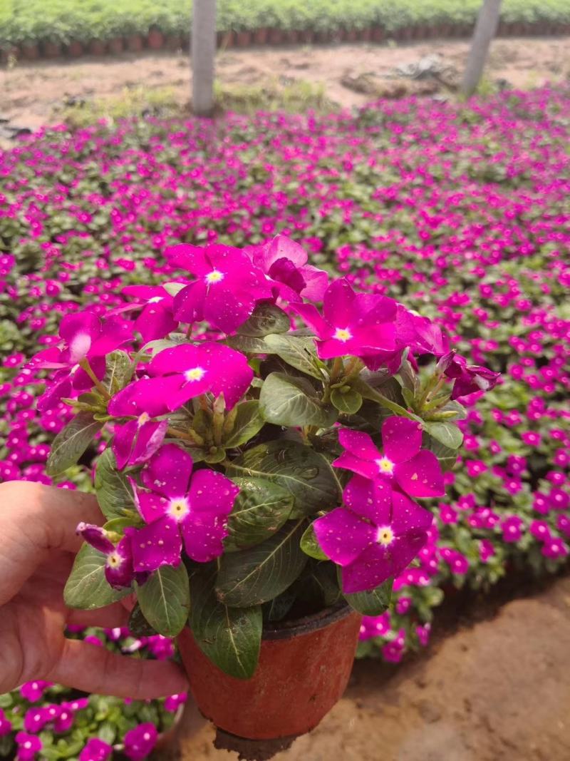 基地直供长春花，花色多，长春花现货供应，量大优惠