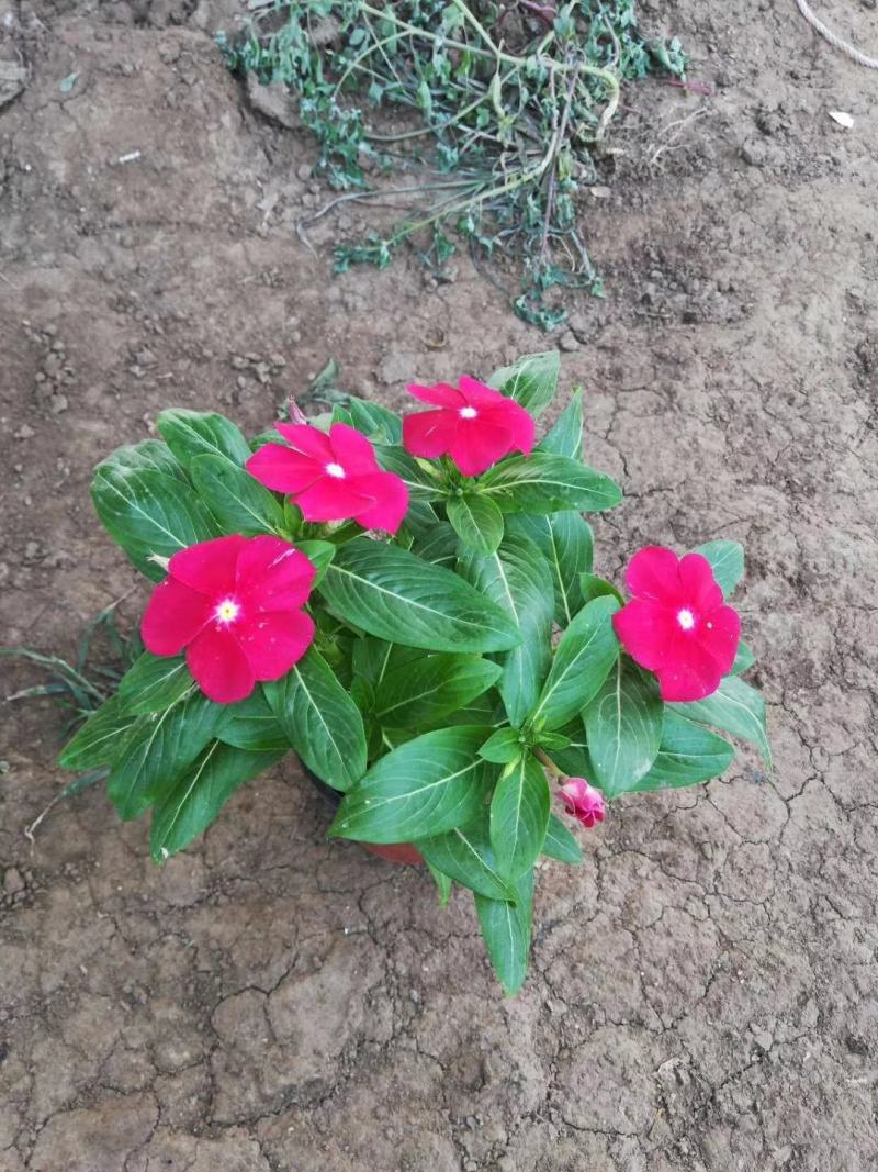 基地直供长春花，花色多，长春花现货供应，量大优惠