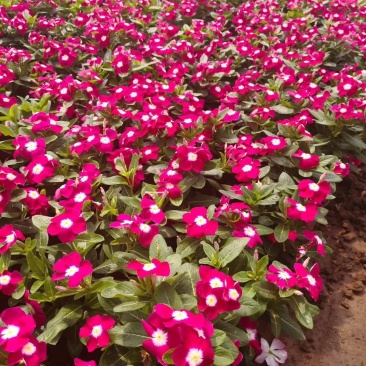 基地直供长春花，花色多，长春花现货供应，量大优惠