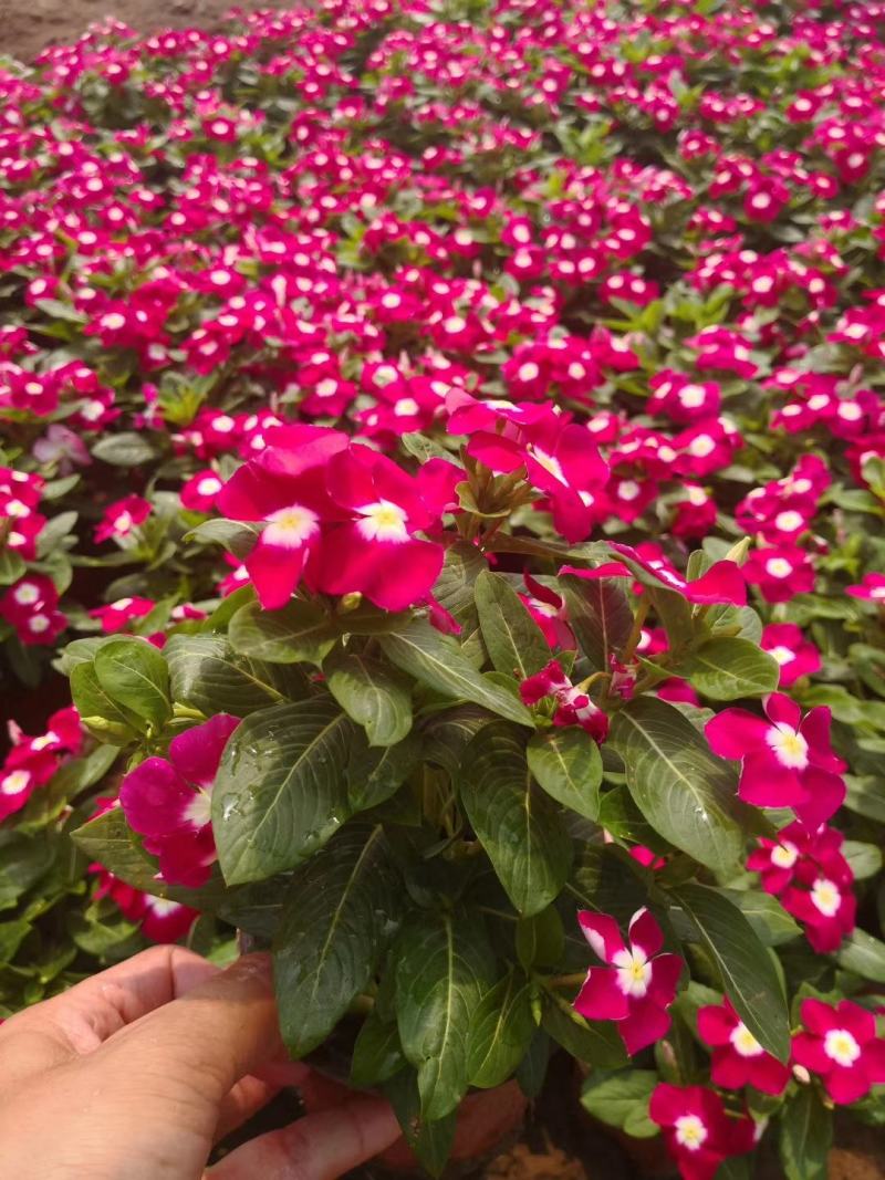 基地直供长春花，花色多，长春花现货供应，量大优惠