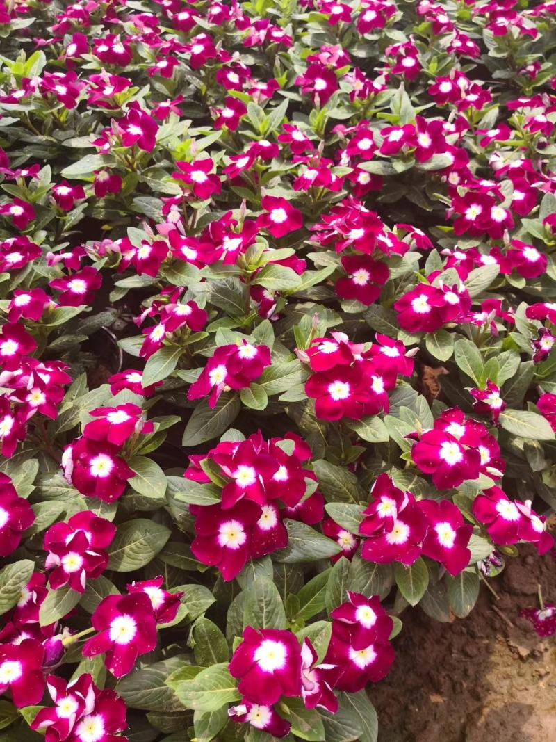 基地直供长春花，花色多，长春花现货供应，量大优惠