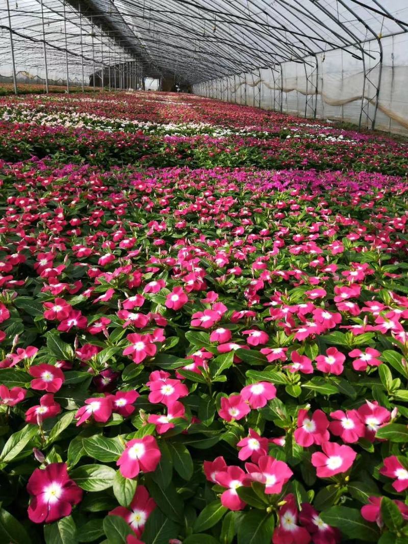 基地直供长春花，花色多，长春花现货供应，量大优惠