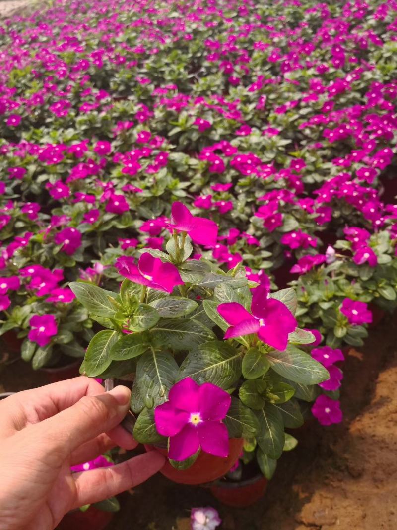 基地直供长春花，花色多，长春花现货供应，量大优惠