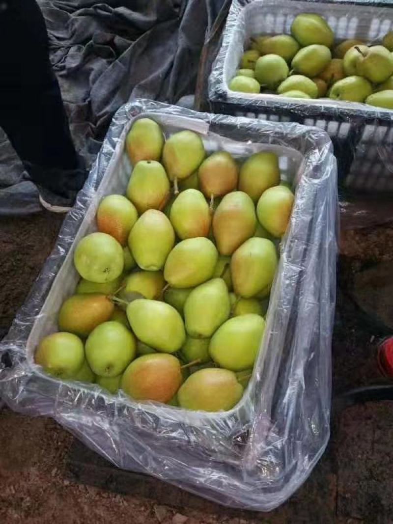 【精选红香酥梨】陕西蒲城红香酥梨基地值供货源充足
