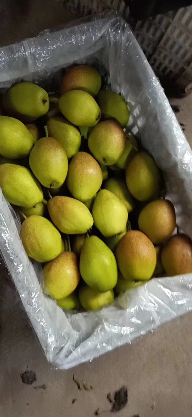 【精选红香酥梨】陕西蒲城红香酥梨基地值供货源充足