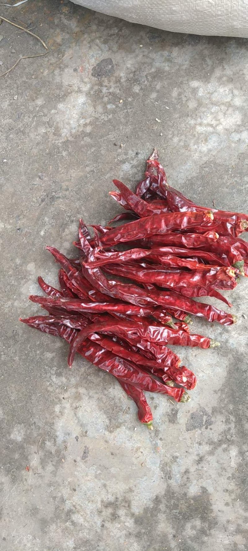 精品干二荆条艳椒美人椒