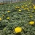 青州草花基地直供国庆菊，小营养钵国庆菊，双色盆国庆菊