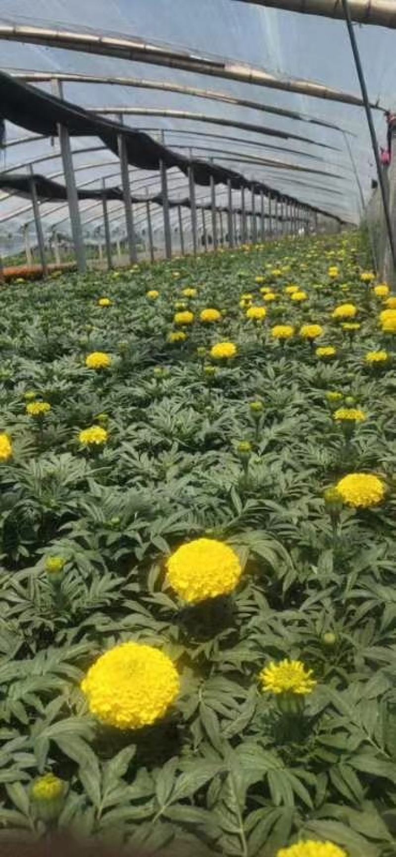 青州草花基地直供国庆菊，小营养钵国庆菊，双色盆国庆菊