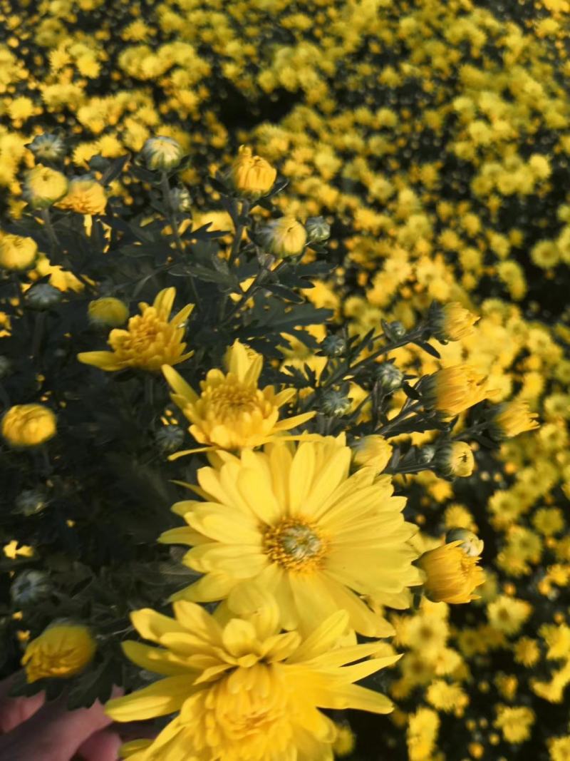 青州草花基地直供国庆菊，小营养钵国庆菊，双色盆国庆菊