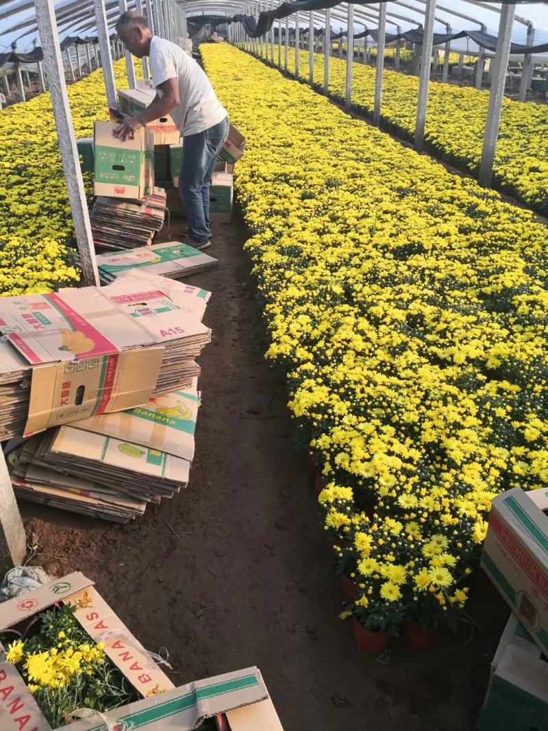 青州草花基地直供国庆菊，小营养钵国庆菊，双色盆国庆菊