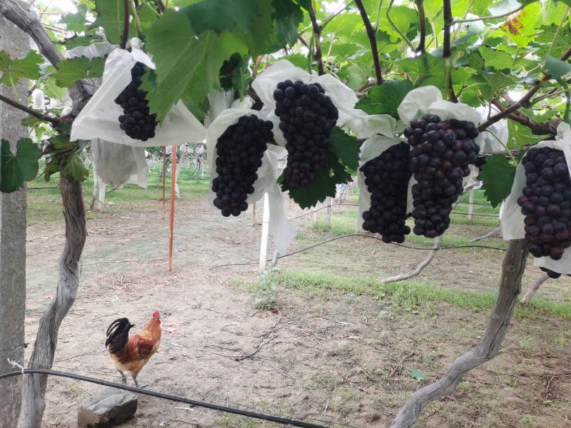 夏黑葡萄不易掉粒糖度高，口感好适合运输