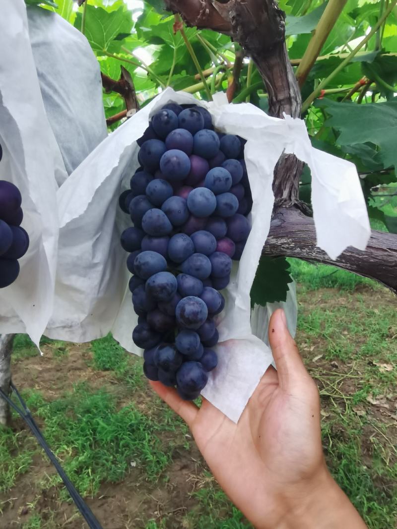 夏黑葡萄不易掉粒糖度高，口感好适合运输