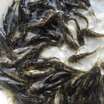 高品质的黄骨鱼苗，各种规格都有