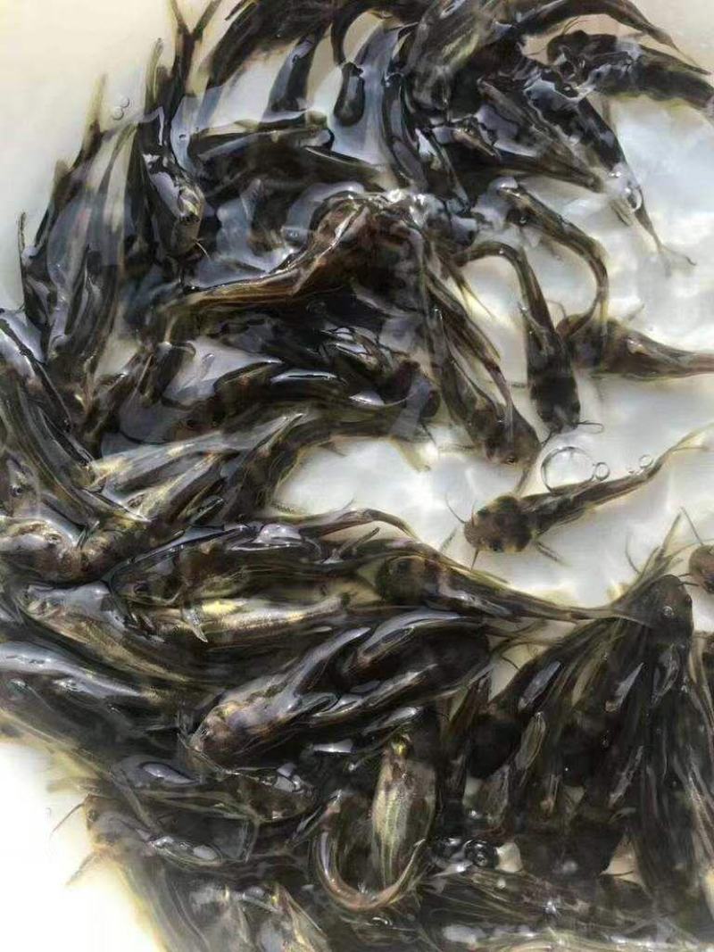 高品质的黄骨鱼苗，各种规格都有