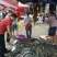【全国发货】2020新鲜海带整颗海带海带丝海带头