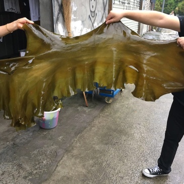 【全国发货】2020新鲜海带整颗海带海带丝海带头