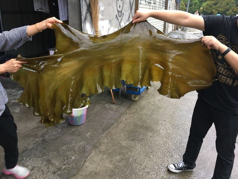 【全国发货】2020新鲜海带整颗海带海带丝海带头