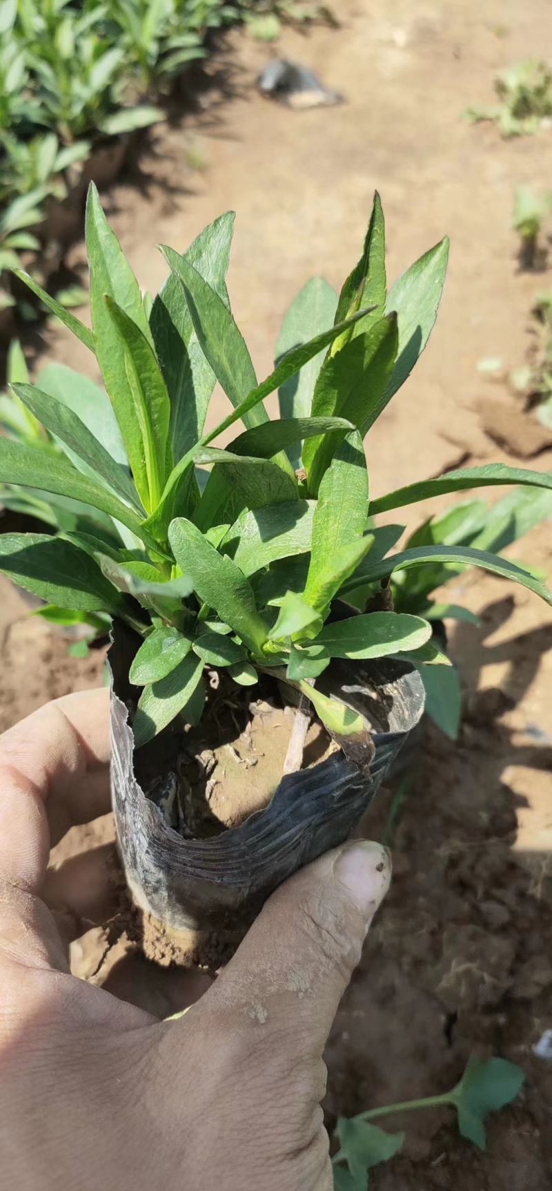 草花基地直供优质荷兰菊，小盆栽荷兰菊，花色多，数量大