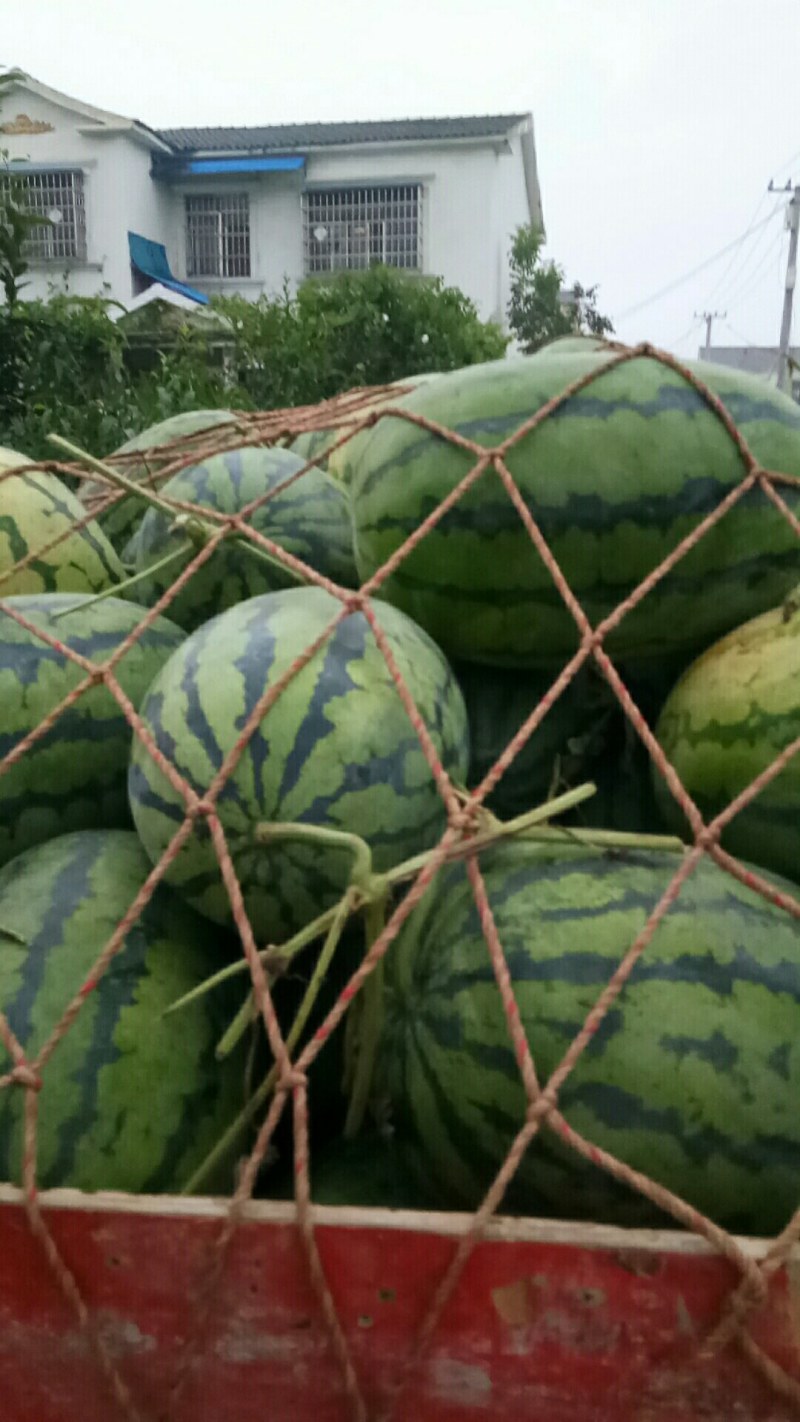 花无籽，黑无籽，长花长瓜大量上市啦货源充足交通便利。