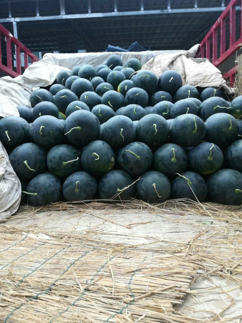 花无籽，黑无籽，长花长瓜大量上市啦货源充足交通便利。