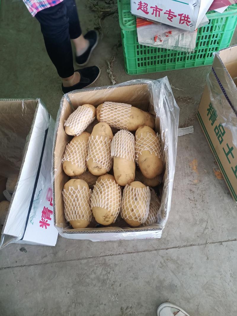 新疆精品土豆，产地种植，欢迎各位老板来讯问。