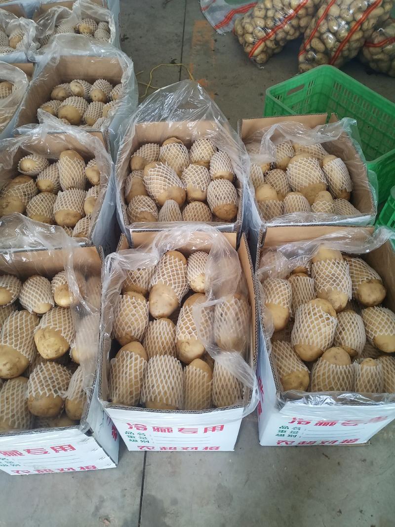 新疆精品土豆，产地种植，欢迎各位老板来讯问。