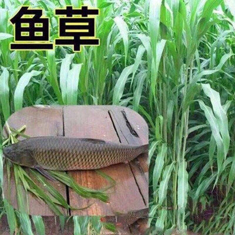 苏丹草种子——大量现货供应