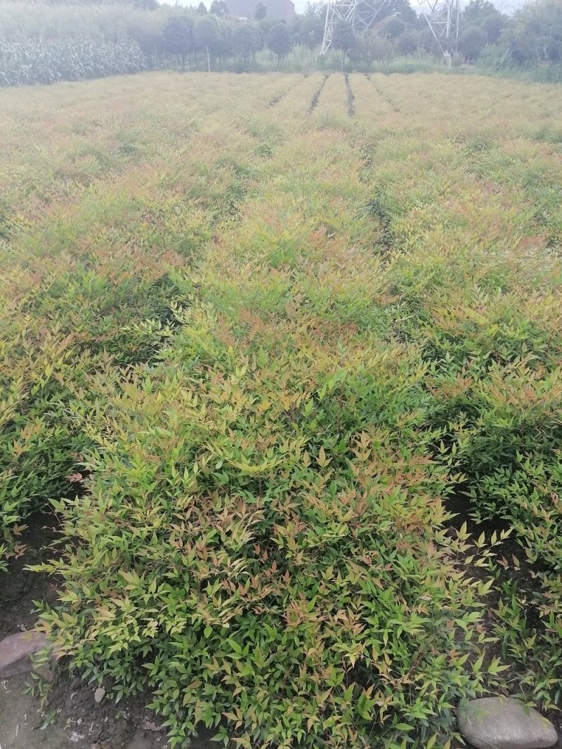 成都兰天竹基地，兰天竹地苗高40-50。