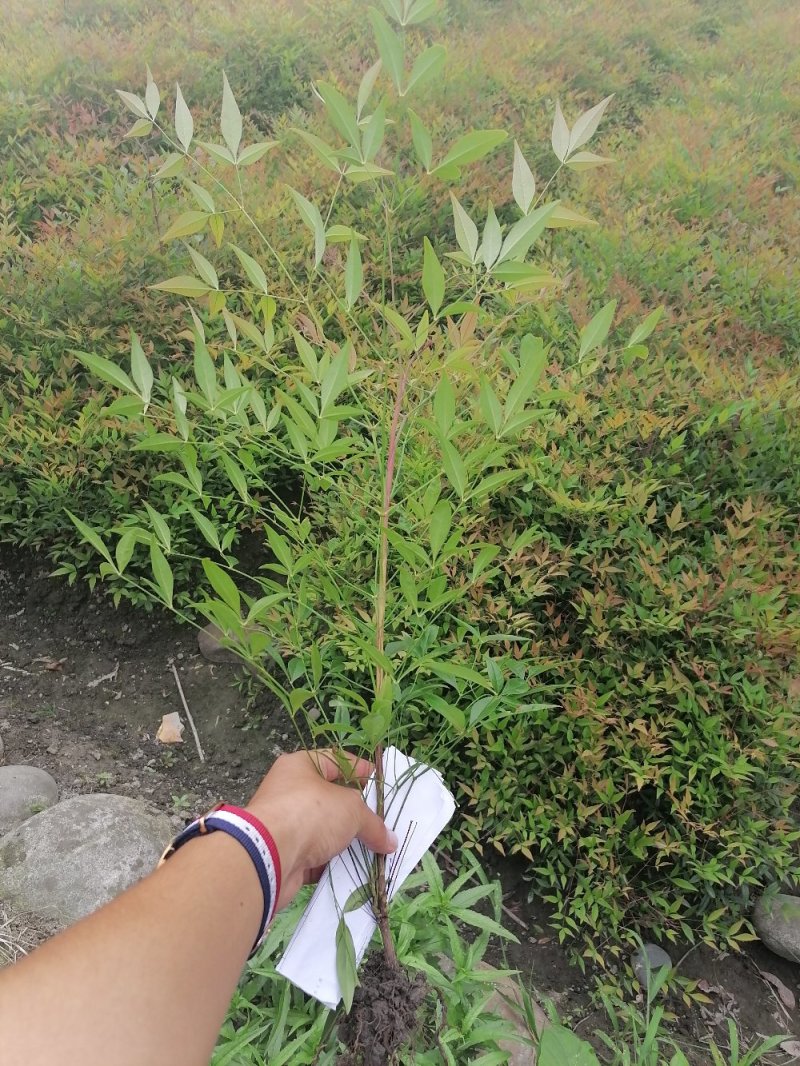 成都兰天竹基地，兰天竹地苗高40-50。