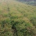 成都兰天竹基地，兰天竹地苗高40-50。