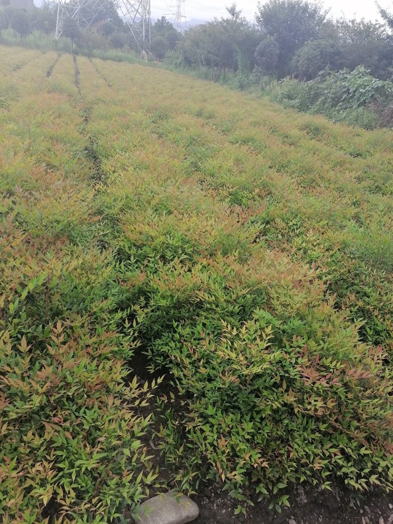 成都兰天竹基地，兰天竹地苗高40-50。
