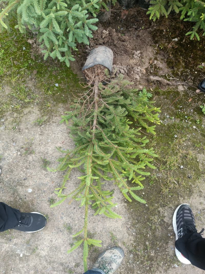 云杉杯苗出售各种规格都有价位合适