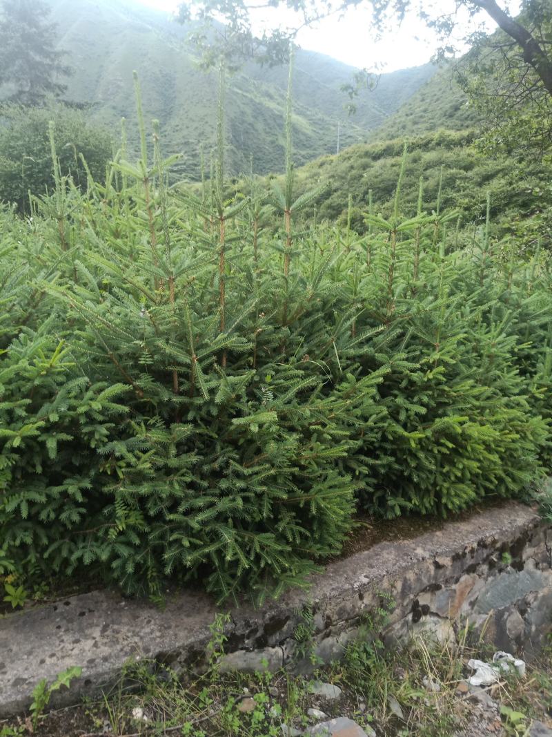 云杉杯苗出售各种规格都有价位合适
