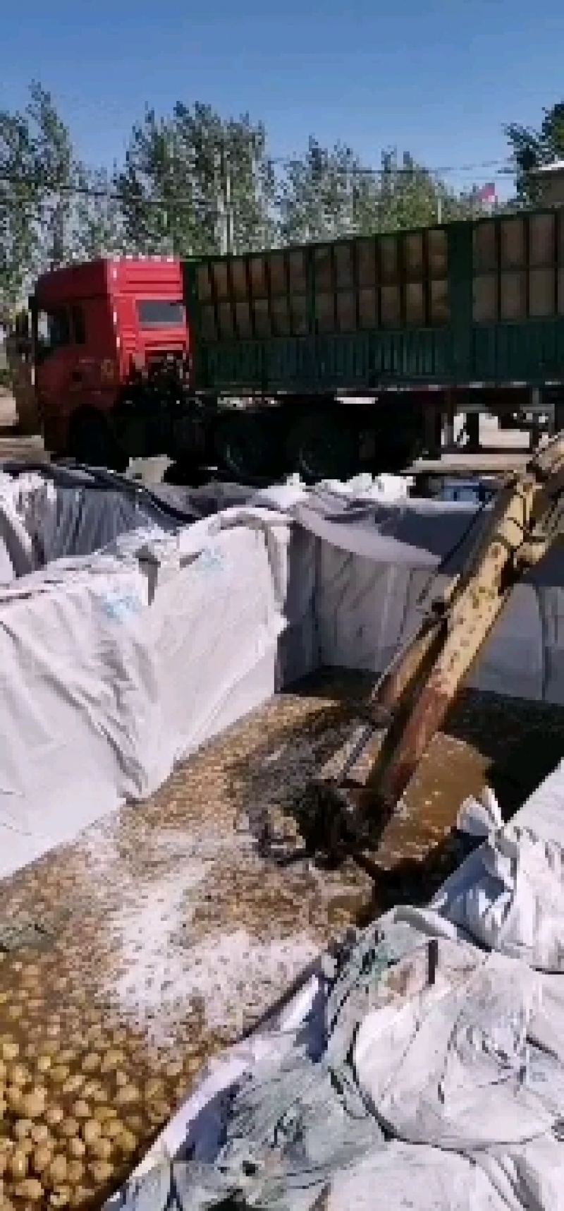 采购去把津红鲜椒，六寸红厂家大量用做腌制