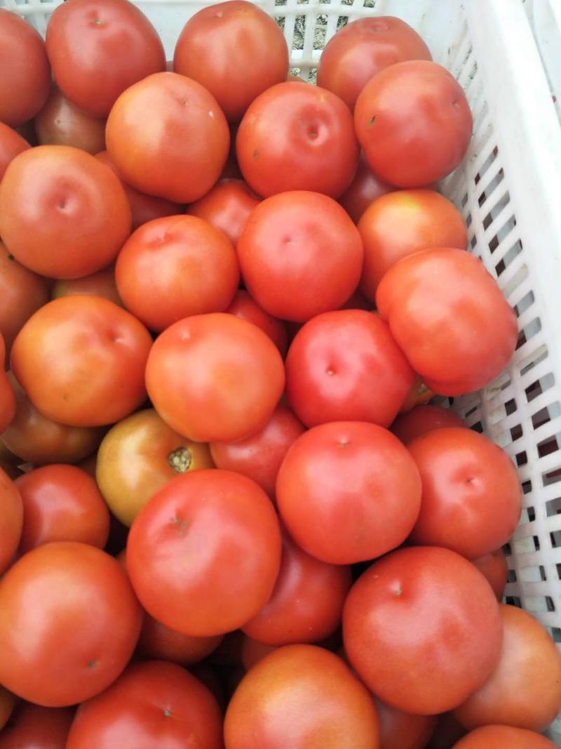 【商超品质】西红柿，弧二以上，千亩基地，货源充足