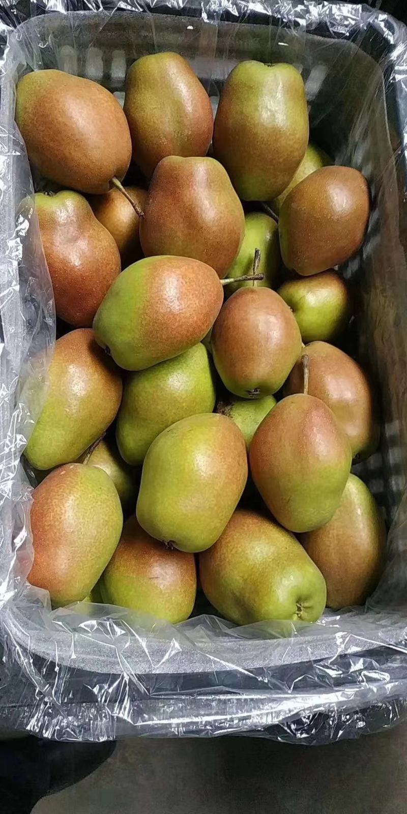 【精选红香酥梨】陕西蒲城红香酥梨基地值供货源充足