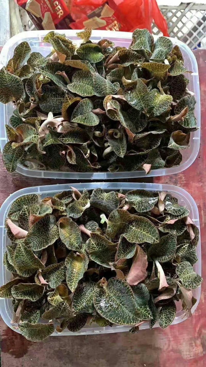 新鲜金线莲鲜品，酒店特殊食材