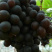 长年代收玫瑰香葡萄甜