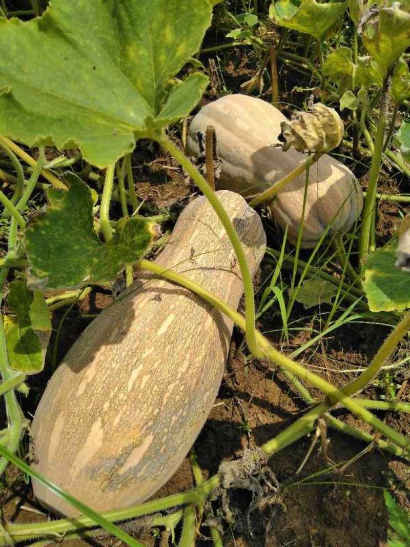 南瓜金韩南瓜，基地货量大，规格全，长期供应，千亩基地