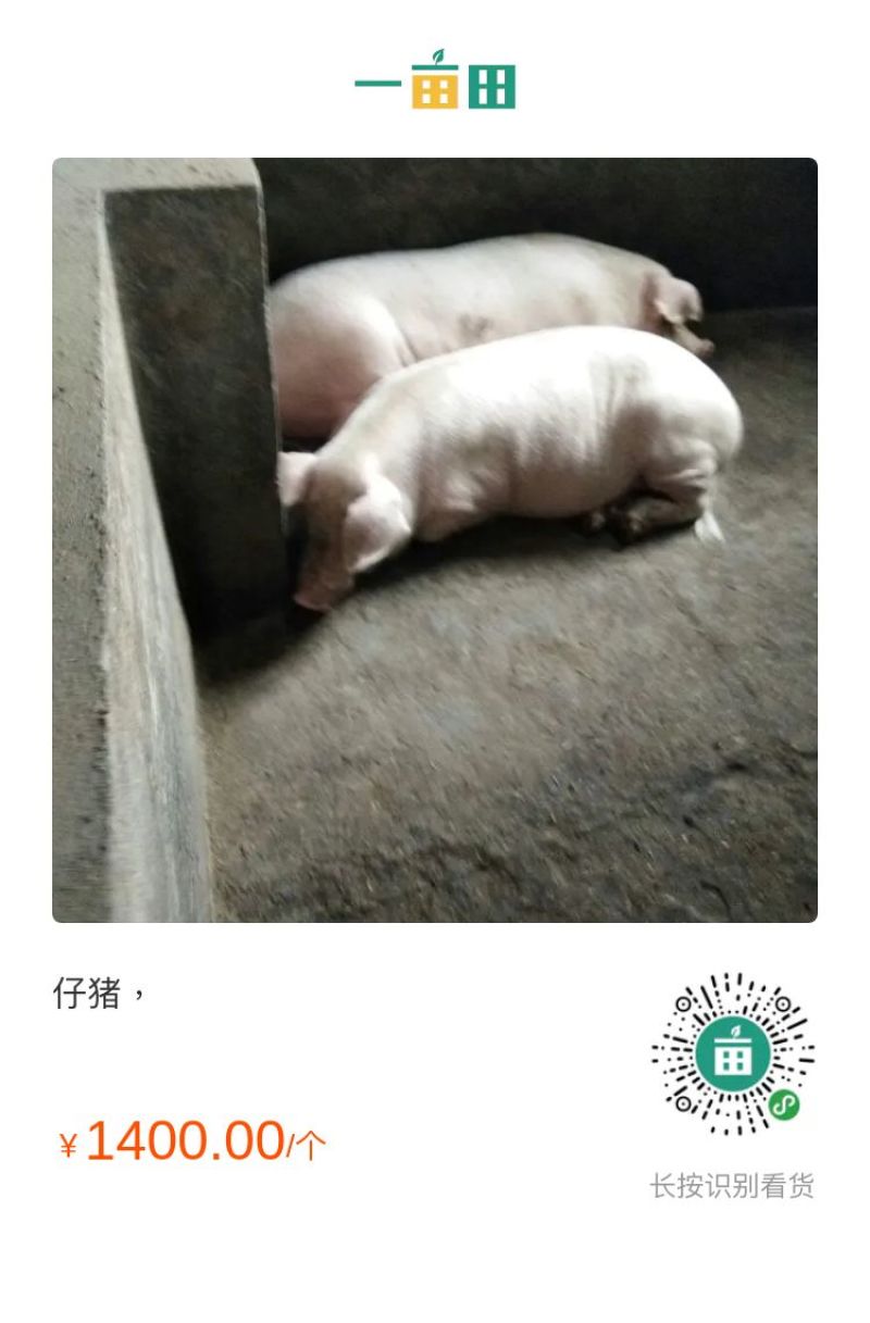仔猪，二元，熊猫母猪，各样品种