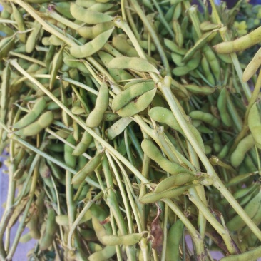 大量毛豆出售，活的只有几天，