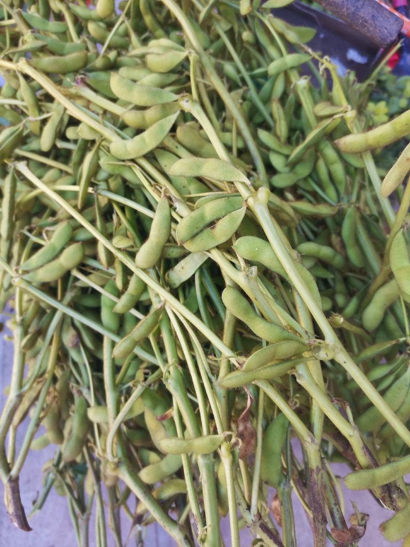 大量毛豆出售，活的只有几天，
