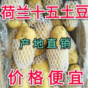 【产地直销】山东荷兰15土豆价格便宜黄皮黄心质量好量大
