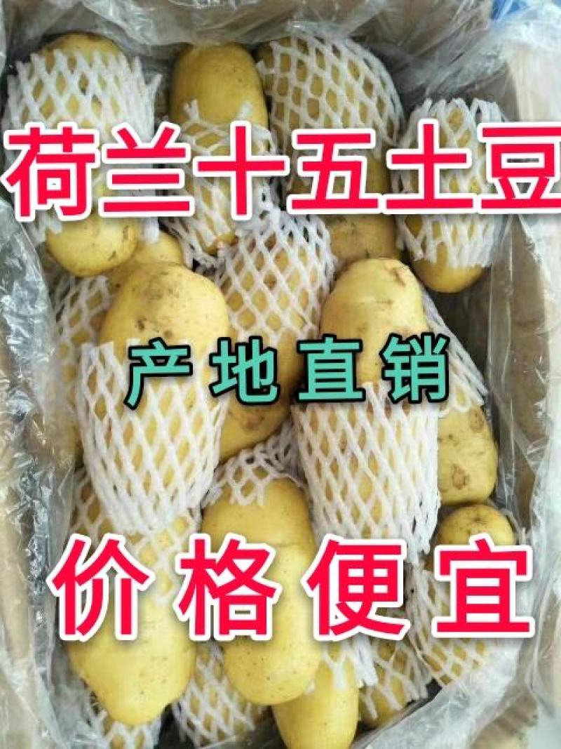 【产地直销】山东荷兰15土豆价格便宜黄皮黄心质量好量大